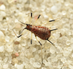 Macrosiphum rosae