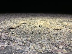 Crotalus cerastes laterorepens
