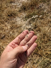 Digitaria californica