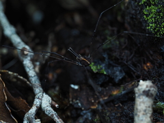 Forsteropsalis pureora