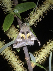 Melipotis florida