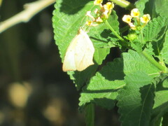 Abaeis mexicana