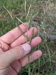Paspalum denticulatum