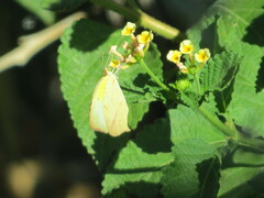 Abaeis mexicana