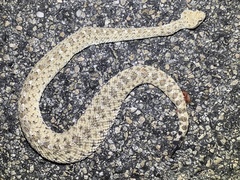 Crotalus cerastes laterorepens
