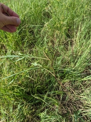 Paspalum denticulatum