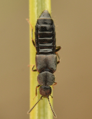 Aleochara