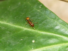 Temnothorax