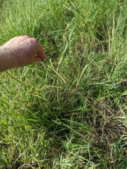 Paspalum denticulatum