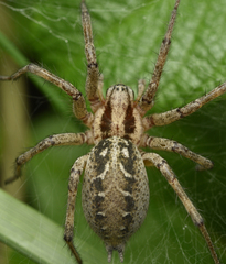 Agelena labyrinthica