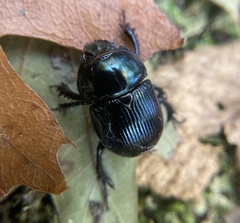 Geotrupes balyi