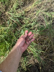 Paspalum denticulatum