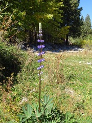 Lupinus polyphyllus