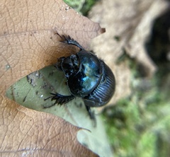 Geotrupes balyi