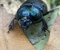 Geotrupes balyi