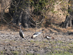 Balearica regulorum