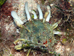 Spondylus squamosus