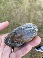 Utterbackia imbecillis