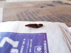 Stenagostus laufferi