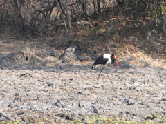 Ephippiorhynchus senegalensis