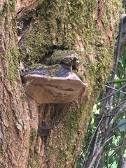 Phellinus