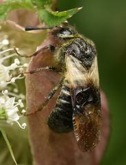 Abia fasciata