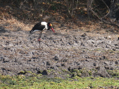 Ephippiorhynchus senegalensis