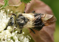 Abia fasciata