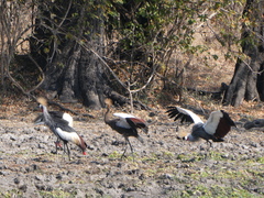 Balearica regulorum
