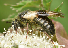 Abia fasciata