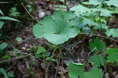 Sanguinaria canadensis
