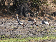 Balearica regulorum