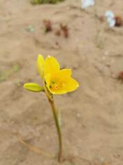 Zephyranthes bagnoldii