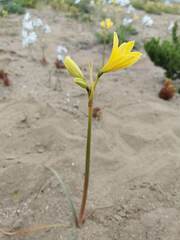 Zephyranthes bagnoldii