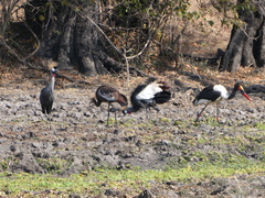 Balearica regulorum