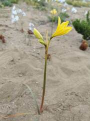 Zephyranthes bagnoldii