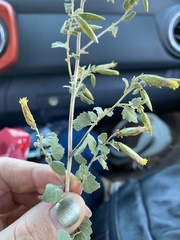 Brickellia californica