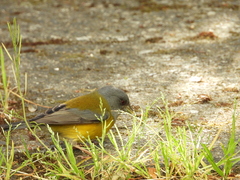 Phrygilus patagonicus