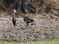 Balearica regulorum