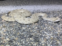 Crotalus cerastes laterorepens