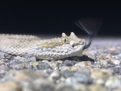 Crotalus cerastes laterorepens