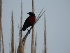 Leistes superciliaris