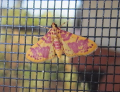 Conogethes haemactalis