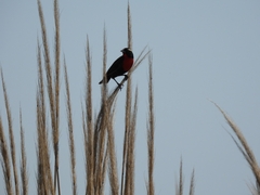 Leistes superciliaris