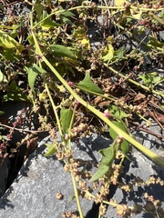 Atriplex prostrata
