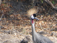 Balearica regulorum