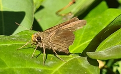 Hesperiidae