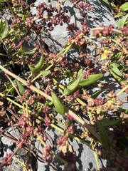 Atriplex prostrata