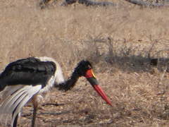 Ephippiorhynchus senegalensis