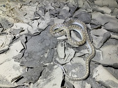 Arizona elegans eburnata